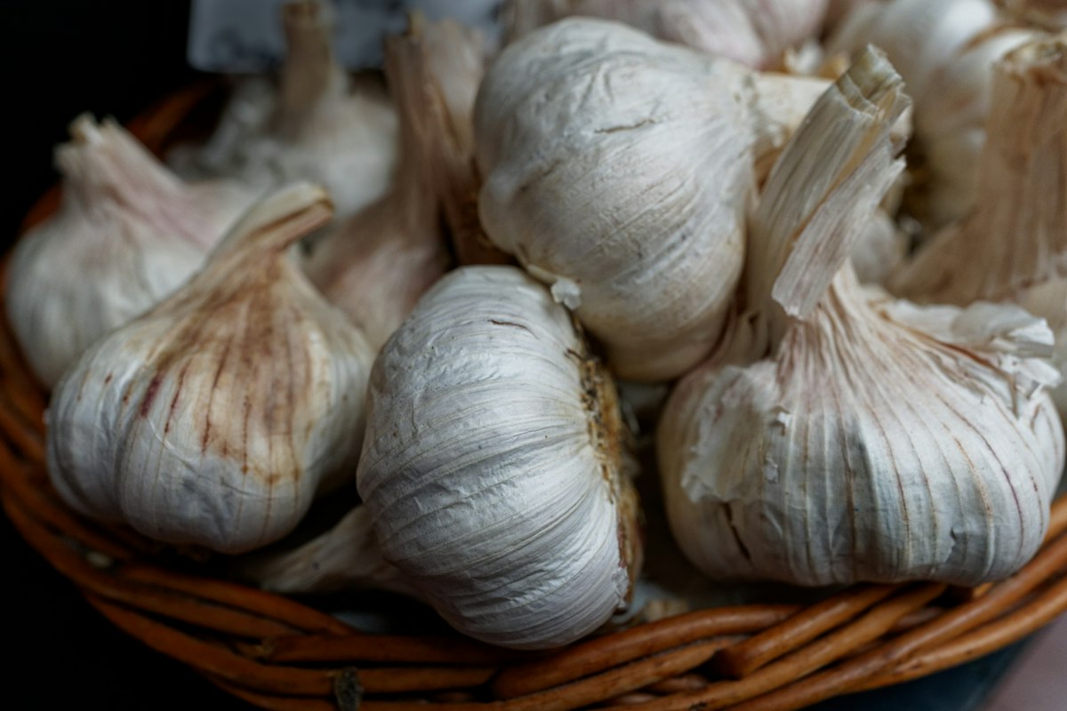 Fermentacja czośnika w miodzie